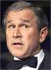 bush.gif